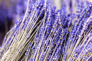 Bunches of dried lavender flower twigs. Pile of lavandula herb. Decoration at florist service. Flower shop. Medical herb. Aromatherapy and relaxation. Natural purple background