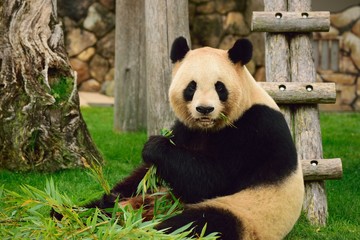 Obraz premium パンダ