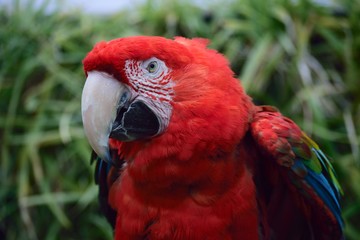 ベニコンゴウインコ