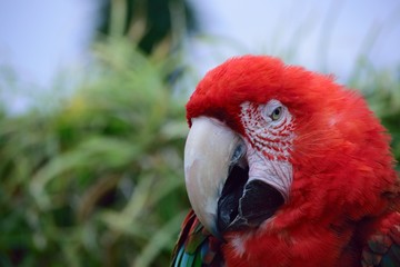 ベニコンゴウインコ