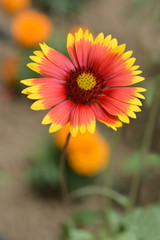 Blanket flower