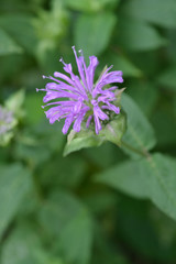 Wild bergamot