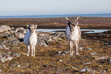 Renifery na Spitsbergenie © blackspeed