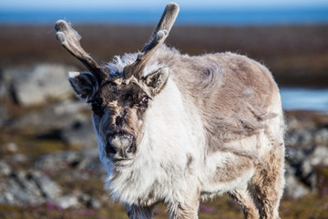 Renifer w pierwszych promieniach letniego słońca © blackspeed