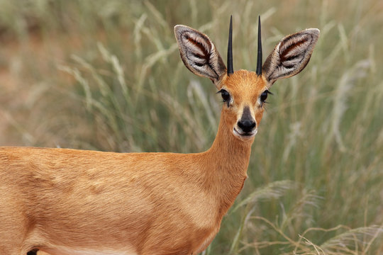 Detail of the steenbok (Raphicerus campestris) or steinbuck with grass in background in typical habitat