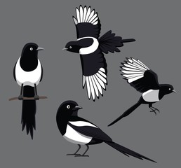 Bird Poses Black-Billed Magpie Vector Illustration
