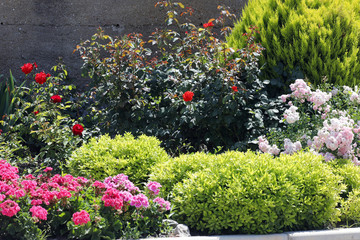 Geranien und Rosen mit Grünpflanzen im Garten