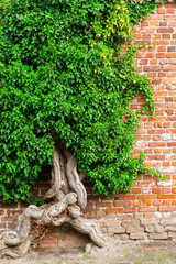 old ivy tendril over a brick wall