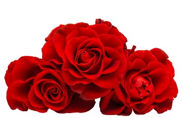 Fototapeta premium red beautiful rose isolated