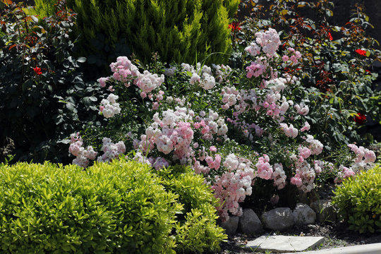 Rosenbeet mit Gr&uuml;npflanzen im Garten