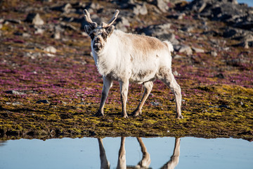 Renifer w pierwszych promieniach letniego słońca © blackspeed