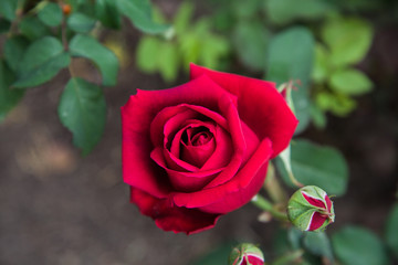 Red Rose