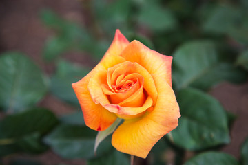 Orange Rose