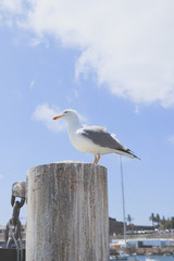 Beautiful seagull in a pier