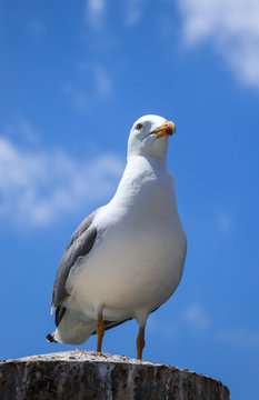 Beautiful seagull in a pier