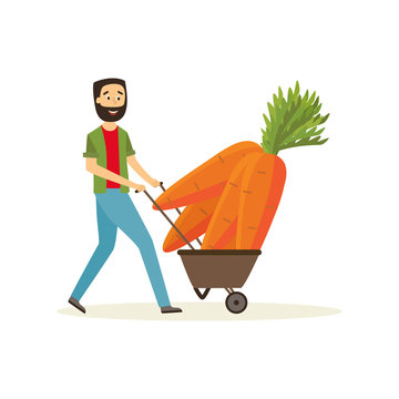 Agricultural harvest concept with happy farmer with large carrots in wheelbarrow isolated on white background - delivery of fresh healthy organic products in flat cartoon vector illustration.