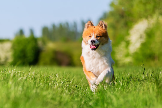 Elo dog runs on a meadow
