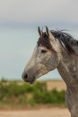 Obraz na płótnie Canvas Wild Horse Stallion Portrait