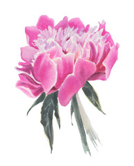 Watercolor flowers. Pink peony