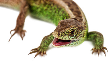 green common lizard on white