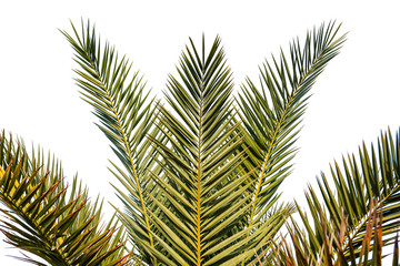green palm leaves on white