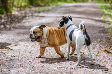 Obraz premium two dogs meeting on a forest path