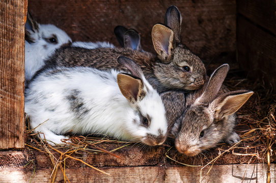 little fluffy rabbits