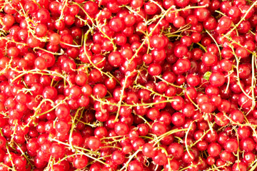 Natural background of fresh red currant berries. Healthy eating concept