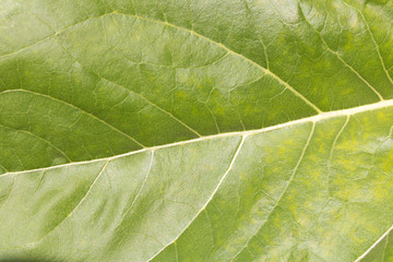 The background texture of a large green sheet .  Close up
