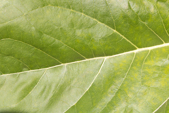 The background texture of a large green sheet .  Close up