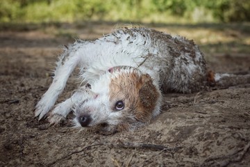 ADORABLE DIRTY JACK RUSSELL DOG PLAYING IN A MUD PUDDLE ENYOING SUNMER