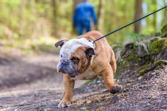 English Bulldog drags at a leash