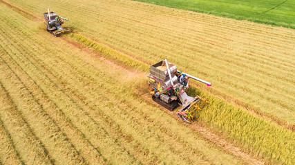 Combine harvester machine with rice farm.Aerial view and top view. Beautiful nature background.