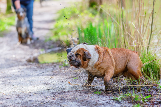 English Bulldog comes dirty out of the water