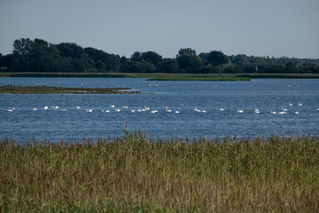 Boddenlandschaft mit Schwänen