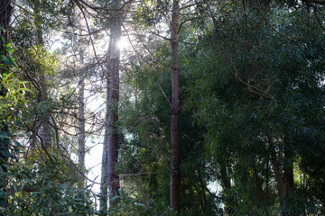 sun through the trees, forest landscape