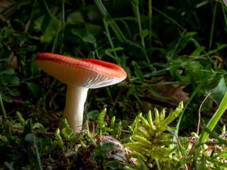 Red mushroom, russula, in woodland.