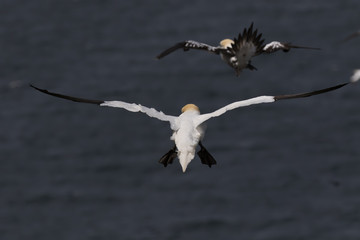 Gannets, morus, gliding, nesting besides cliff face at troup head, aberdeenshire, scotland in june.