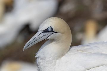 Gannets, morus, gliding, nesting besides cliff face at troup head, aberdeenshire, scotland in june.