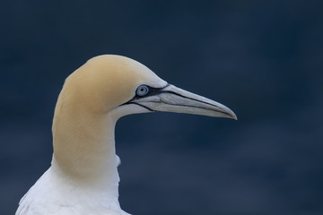 Gannets, morus, gliding, nesting besides cliff face at troup head, aberdeenshire, scotland in june.