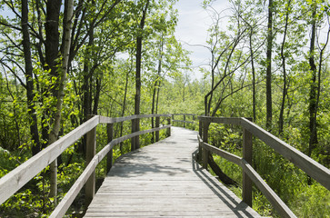 A boardwalk through a forest is shown