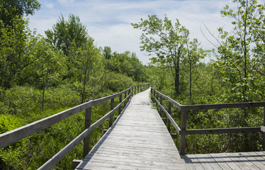 Fototapeta premium A boardwalk through a forest is shown