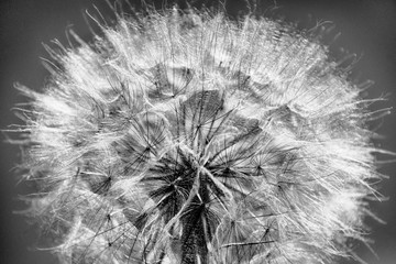 black and white dandelion in the sunlight