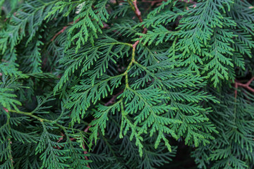 Branch pine tree