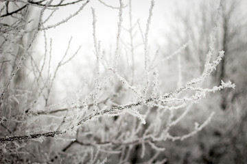 White winter tree fully covered with snow. Winter forest nature.