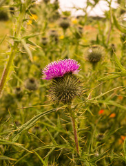 Single Purple Thistle on Green Field Background