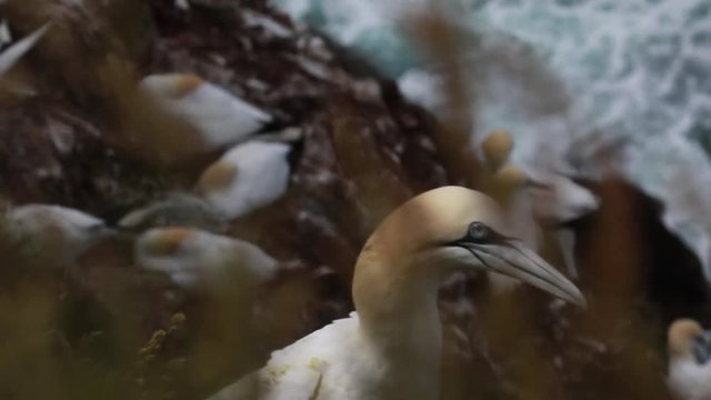 Gannets, morus, gliding, nesting besides cliff face at troup head, aberdeenshire, scotland in june.