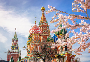Fototapeta na wymiar beautiful view of St. Basil's Cathedral. The bloom of Sakura in Moscow. spring season. Russia, the Kremlin Moscow spring