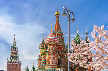 Fototapeta na wymiar beautiful view of St. Basil's Cathedral. The bloom of Sakura in Moscow. spring season. Russia, the Kremlin Moscow spring