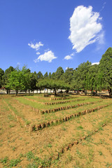 Fototapeta na wymiar green landscape in a park